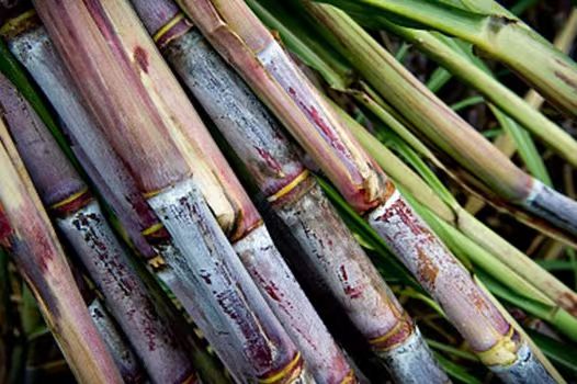 20240319甘蔗.jpg 20240319甘蔗.jpg