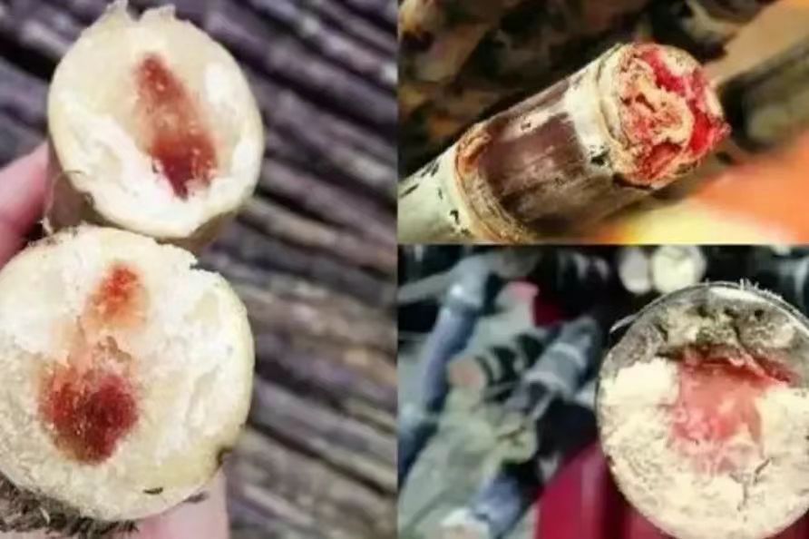 20240319甘蔗2.jpg 20240319甘蔗2.jpg